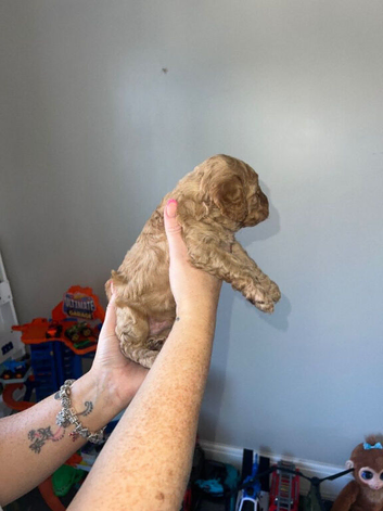 Gentle Cavapoo Puppies Ready To Join You