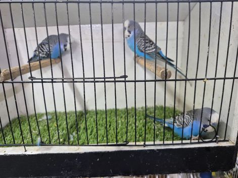 Male budgies available