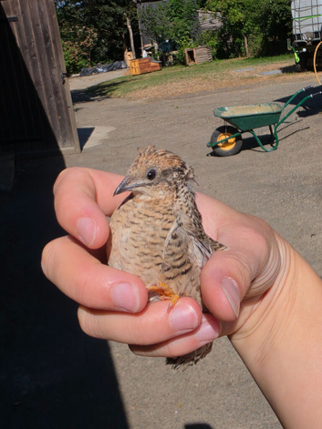 Chinese painted quails