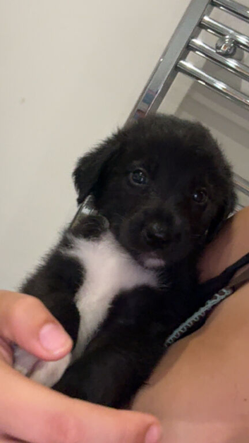 6 Bedlington Terrier X Border Collie puppies