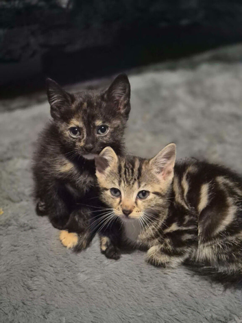 2 little cutties
