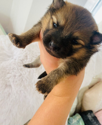 2 lovely boy Pomeranian puppies