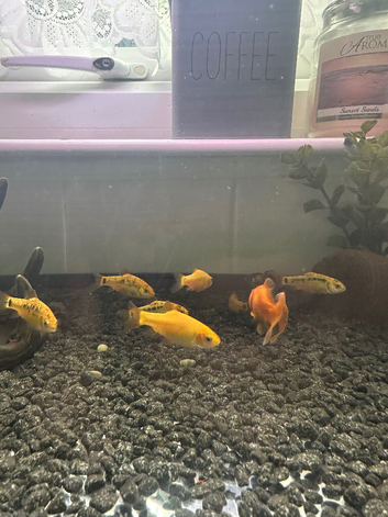 Gold barbs