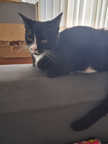 3 beautiful playful kittens for sale