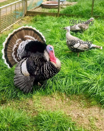 UNSEXED Narragansett Turkey Poults x 7
