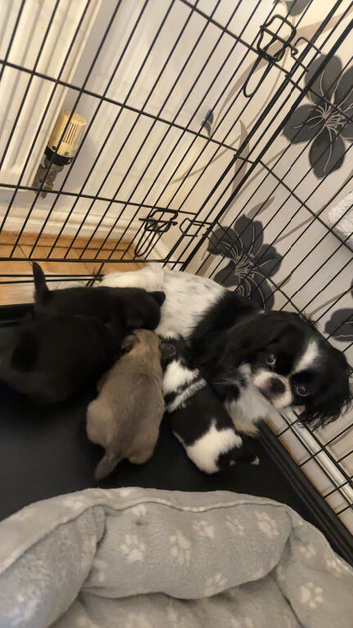 Pekingese puppies