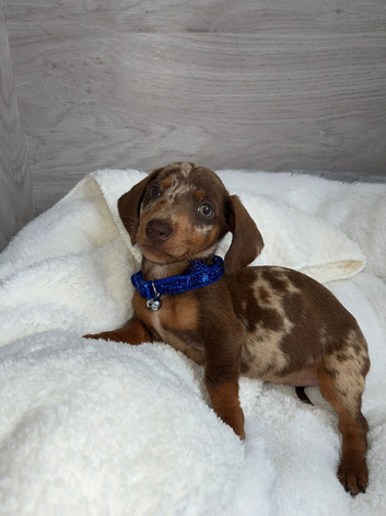 Miniature dachshund