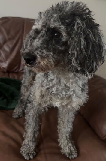 Gorgeous girl looking for new home