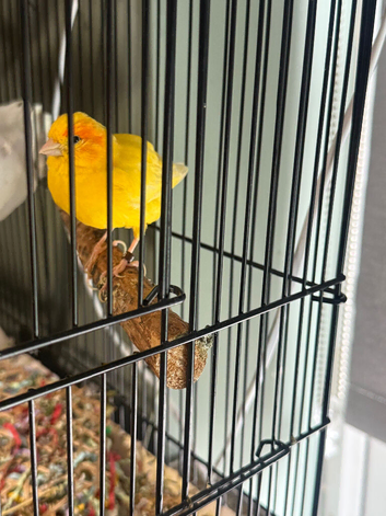 Canaries for sale