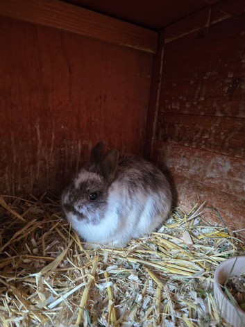 8 months old netherland dwarfs