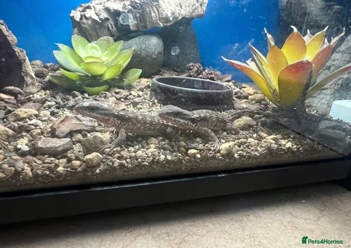 Baby dwarf sungazer lizards