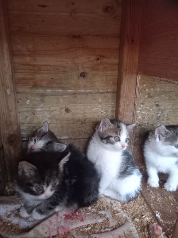 Gorgeous kittens ready to go