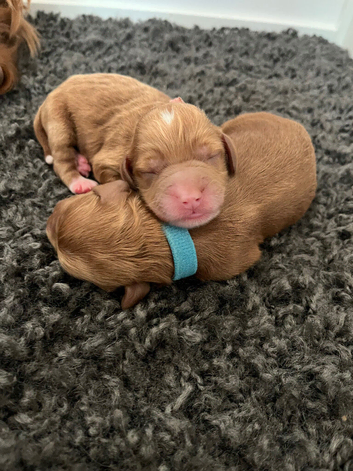 8 Beautiful FB1 Cockapoo&rsquo;s Looking For Their Forever Homes.
