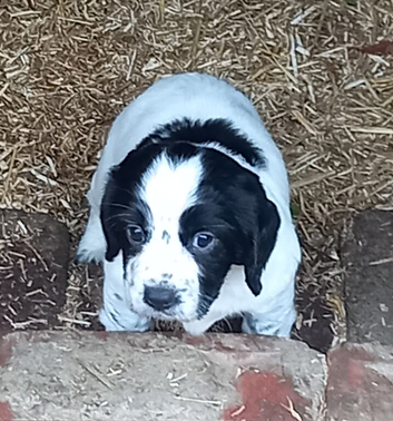 Gorgeous working cocker