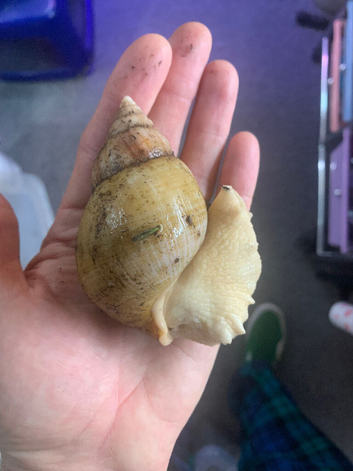 Jade albino African giant land snails