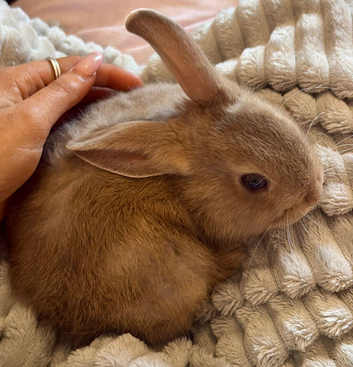 Male Netherland dwarf