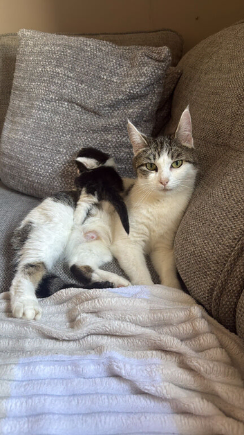 Kittens ready to reserve