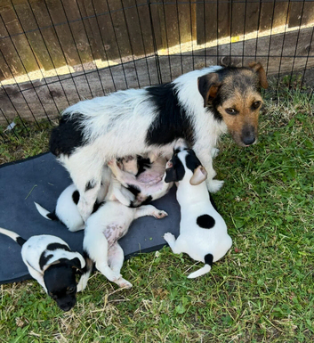 Jack Russell puppies
