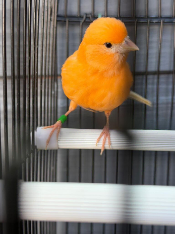 Red factor hen