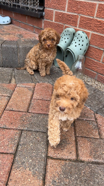 Cockapoo puppies ready to leave