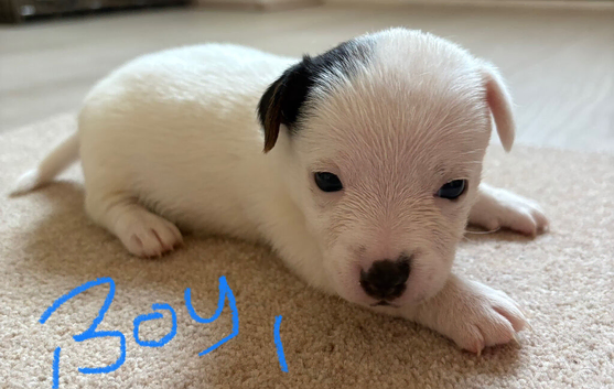 Jack Russell terrier puppies