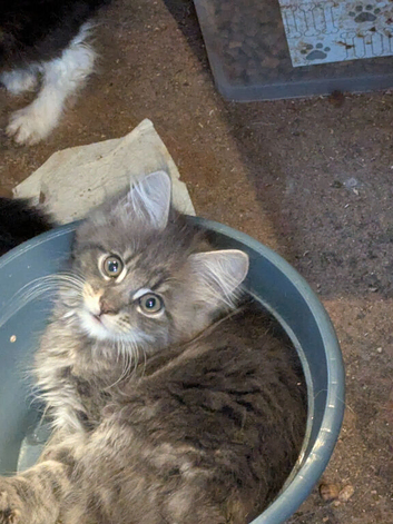 Beautiful blue Maine coon cross kittens