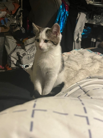 Kitten for sale female around 10 weeks old