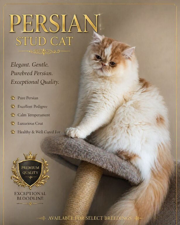 Persian stud