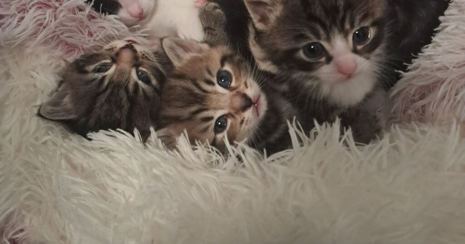 Gorgeous kittens