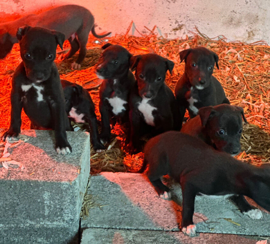 Stunning Lurcher pups