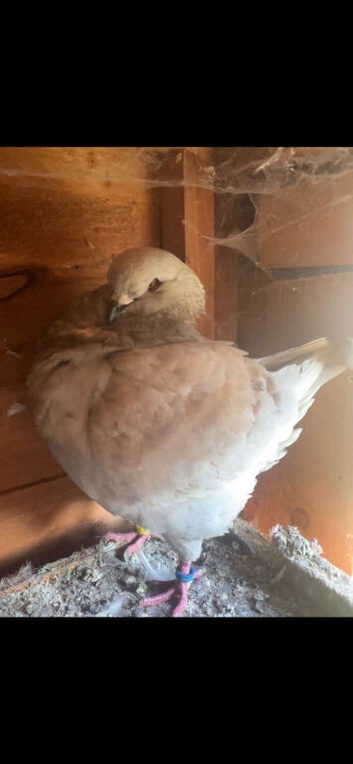 Pair of king pigeons