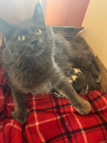 4 Maine Coon Kittens Looking for Forever Homes