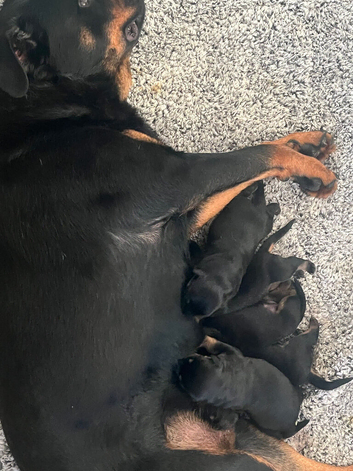 Rottweiler puppies