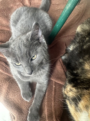 Kittens for sale