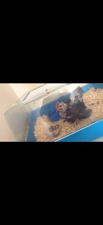 Batmen rooster