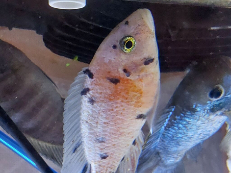 Breeding pair of african cichlids and an ob peacock cychlid