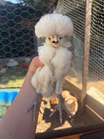 Polish chickens