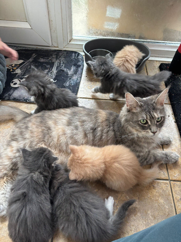 Maine coon kittens