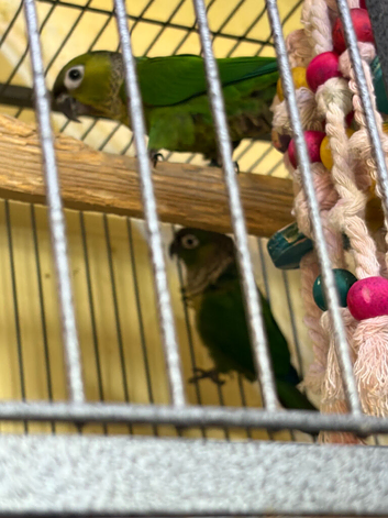 Beautiful baby black cap Conyers for sale