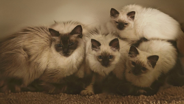 Ragdoll kitten boy