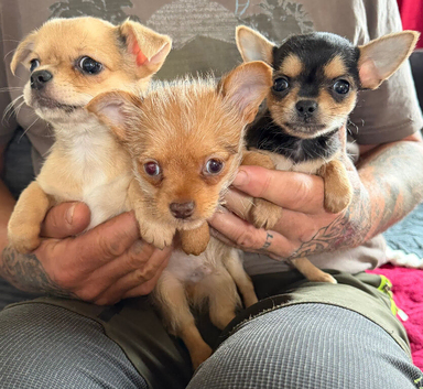Chorkie pups