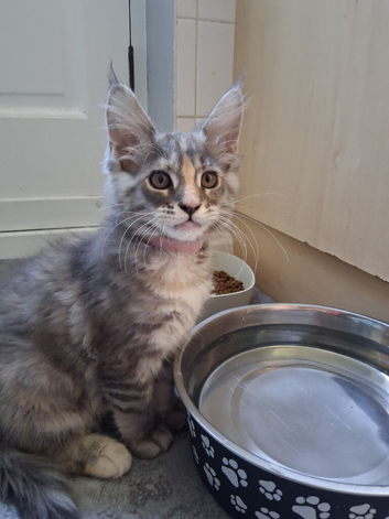 Maine Coon kitten / Cat blue