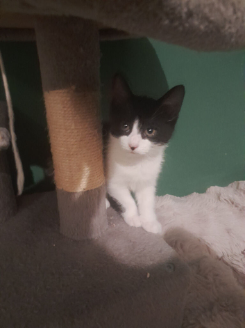 2 male kittens