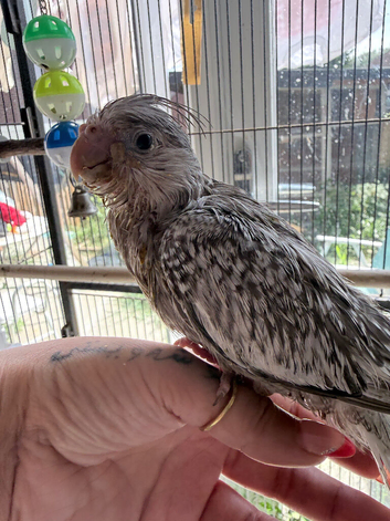 Beautiful hand reared cockatiels