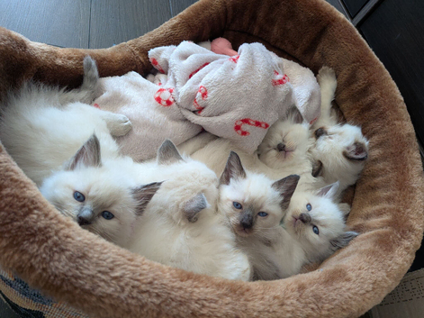 Beautiful Ragdoll Kittens