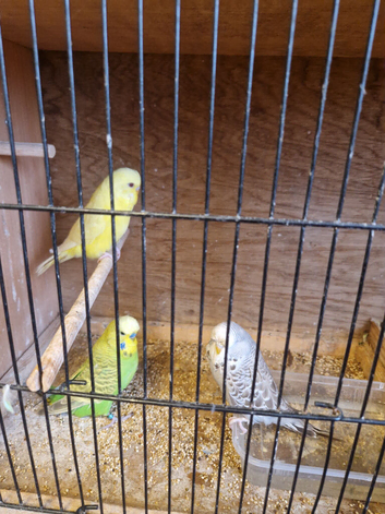 BUDGIES - VARIOUS COLOURS