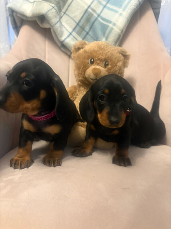 1 female mini dachshund puppie left
