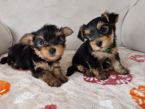 Yorkshire terrier puppies