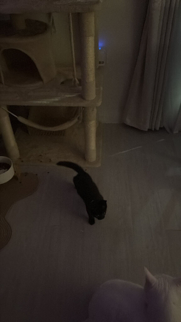 Little boy kitten