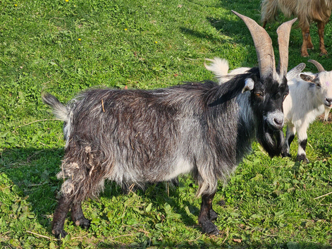 4 year old Pygmy Billy looking for a new home